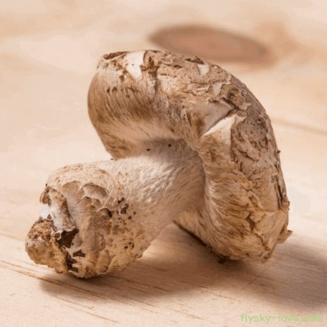 송고버섯 고르는 법