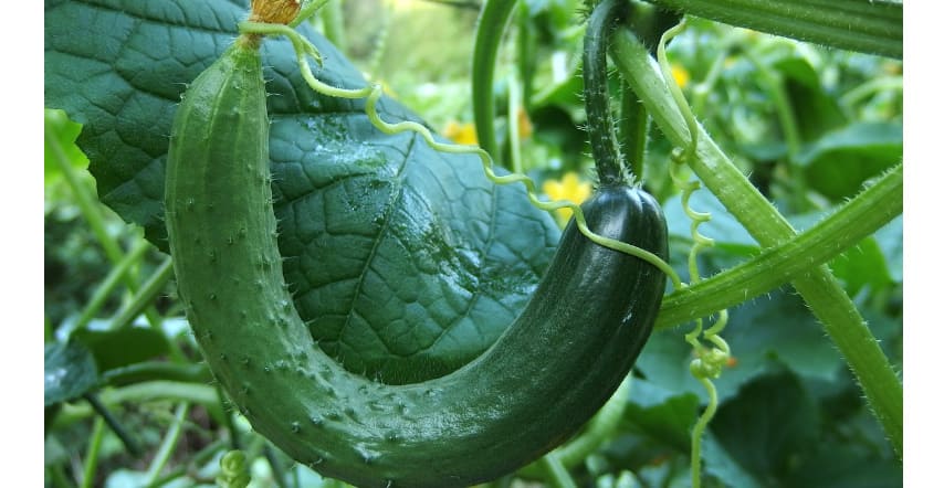 엄청 휘어져 있는 오이가 열려 있다