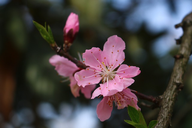 3월 날씨 꽃 모습