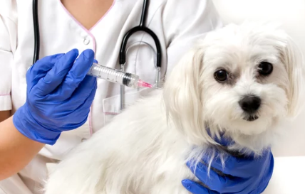 강아지와 주사/출처:어도비스톡