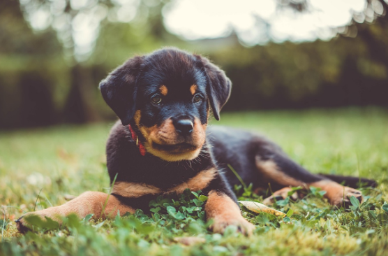 로트와일러 사진