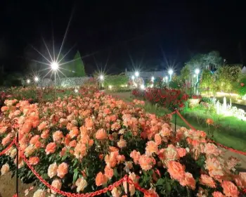 곡성 장미축제_25