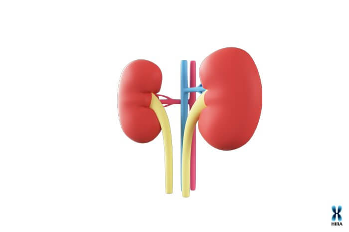 신장에 좋은 음식