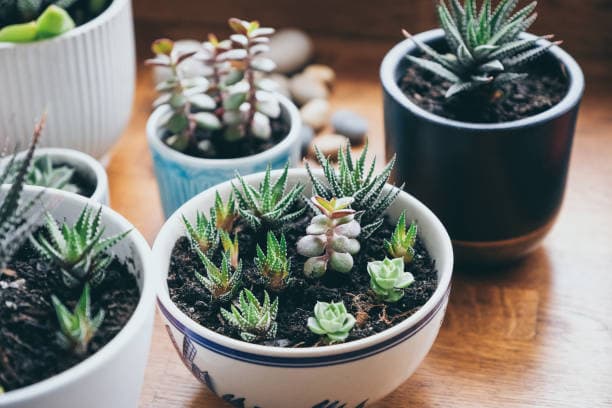 실내에서 다육이 잘 키우는 법