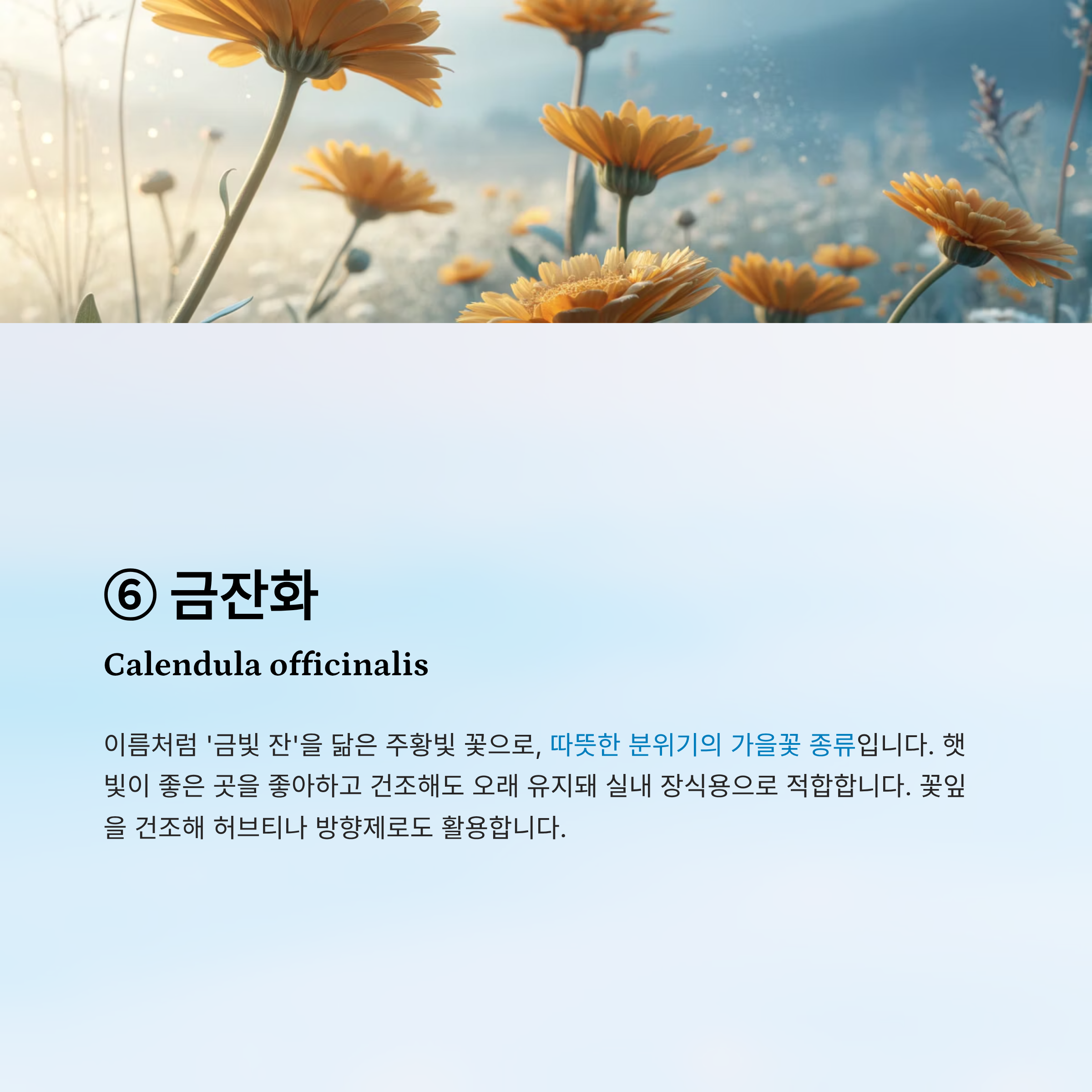 가을꽃 종류 알아보기
