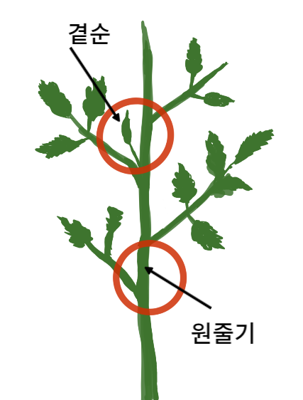 곁순제거
