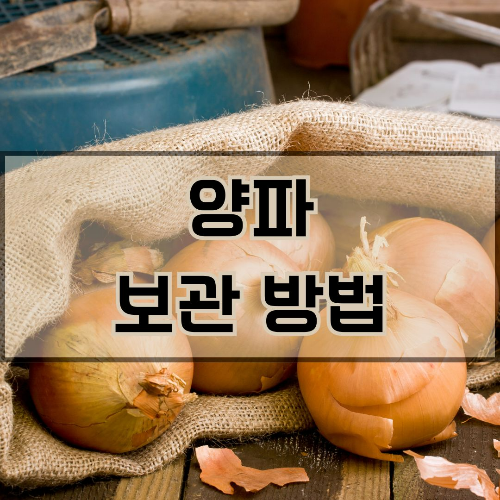 양파 보관 방법