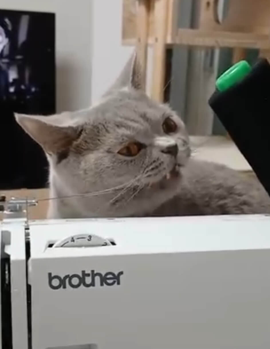 재봉틀 실을 씹고 있는 누니