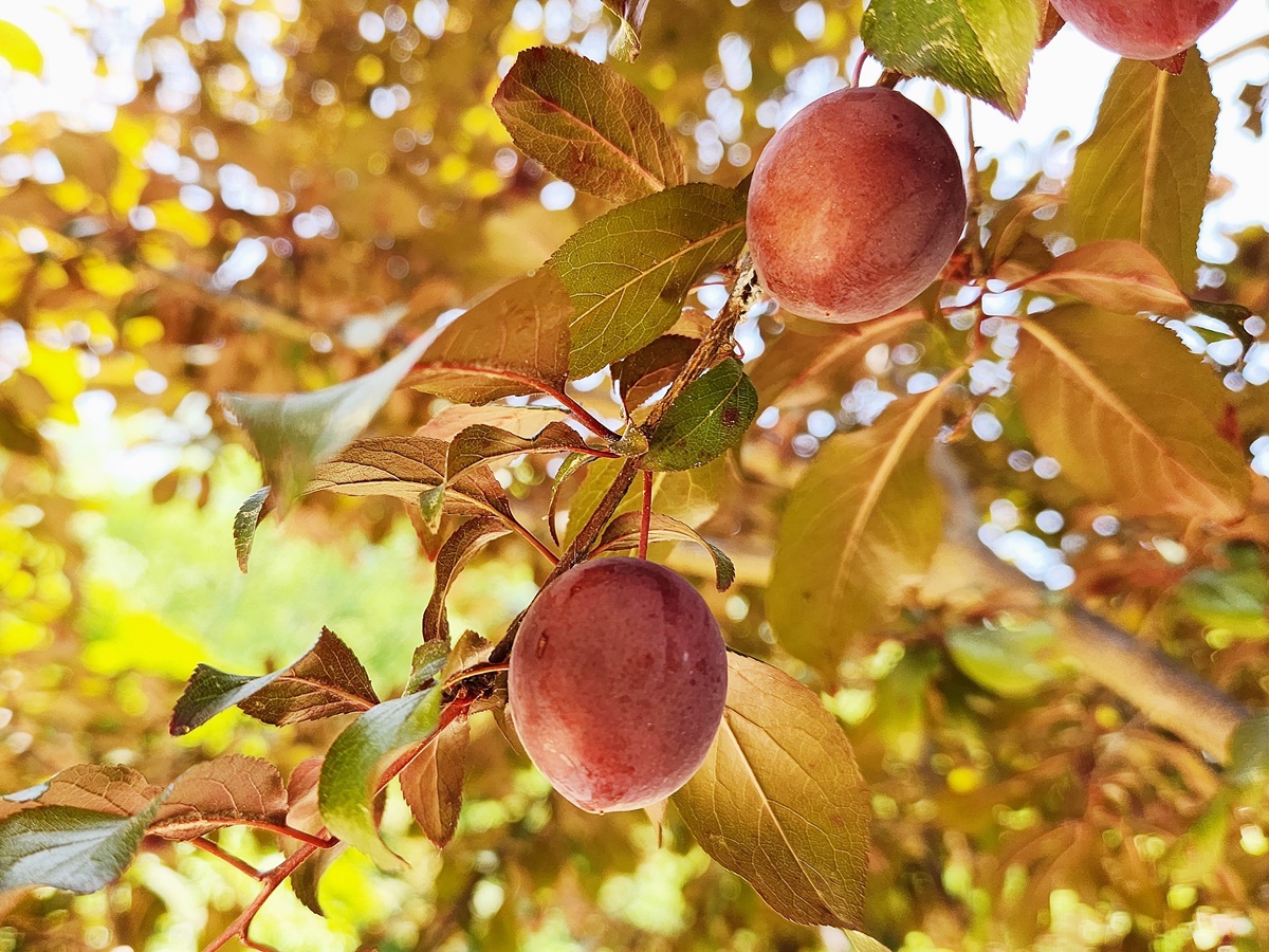 자엽자두