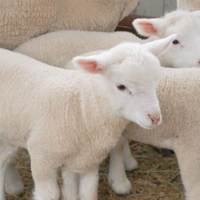 ๋๊ด๋ น ์๋ผ๋ชฉ์ฅ