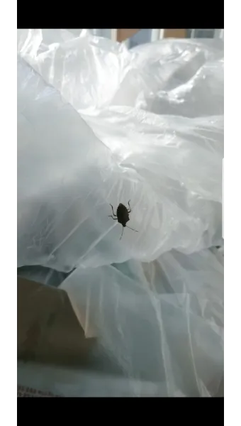 베란다 벌레 완벽 차단 방법과 여름철 실내 해충 예방 꿀팁_5