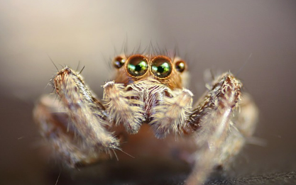 벌레 곤충꿈 상황별 해몽