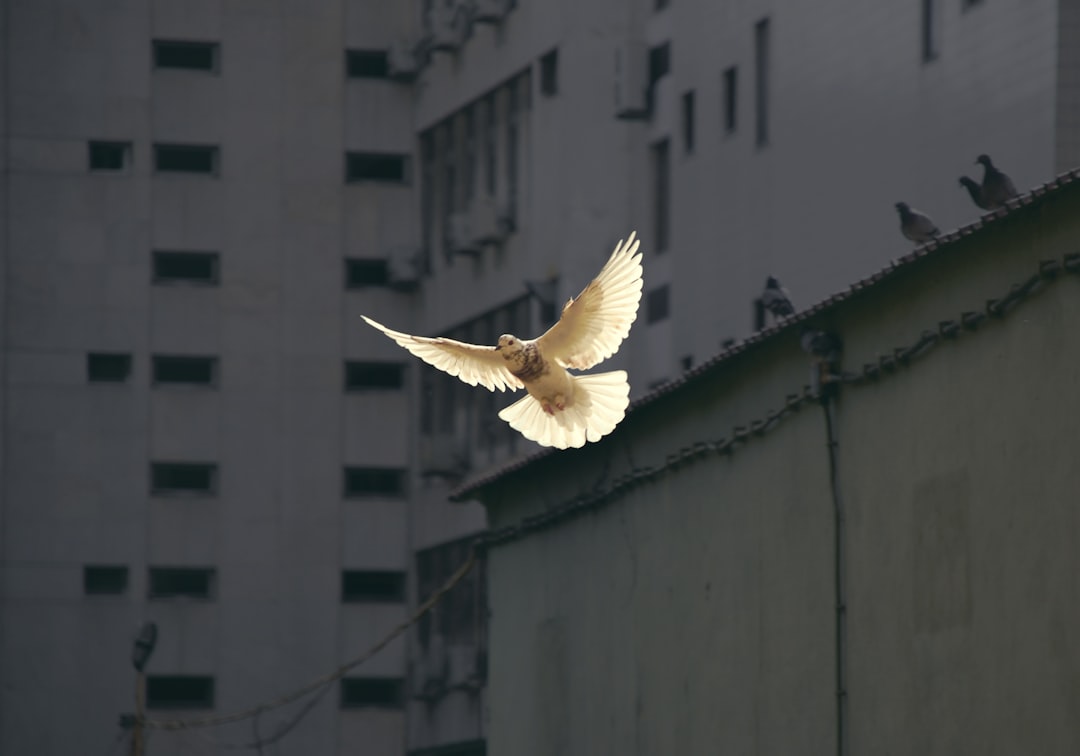 Peace.