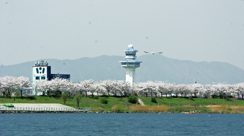 강서구 벚꽃