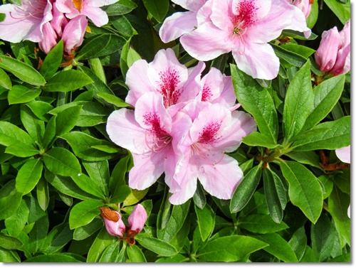 세종시 베어트리파크 입장료 할인 봄꽃 축제 가는길