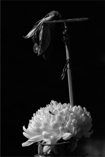 불멸을 향한 열망