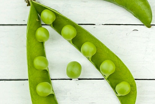 결론, 생 녹두 독성, 먹어도 안전할까?