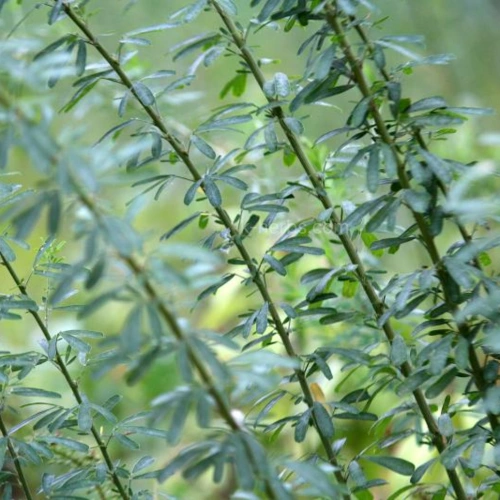 재배중인 야관문