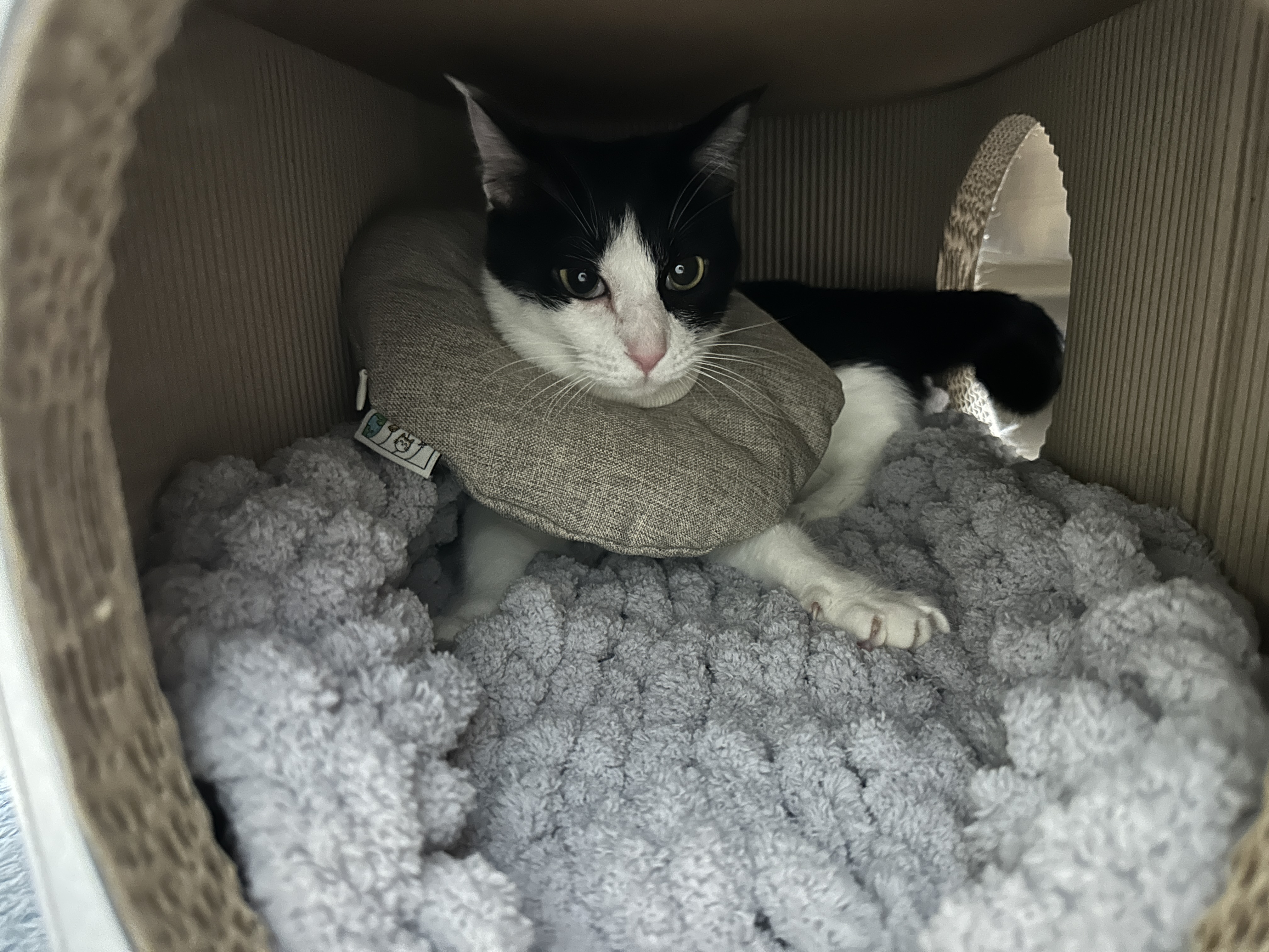 청키수면사_방석_위에서_꾹꾹이중인_두리_1