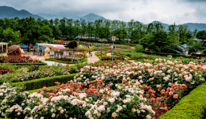 2024 곡성 세계 장미축제 