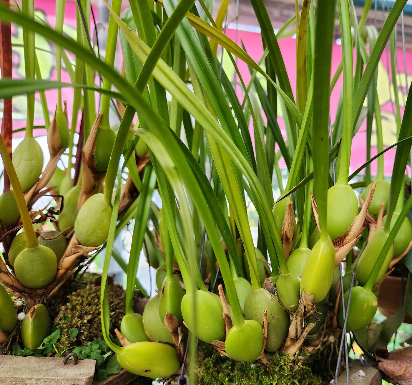 막실라리아 Maxillaria