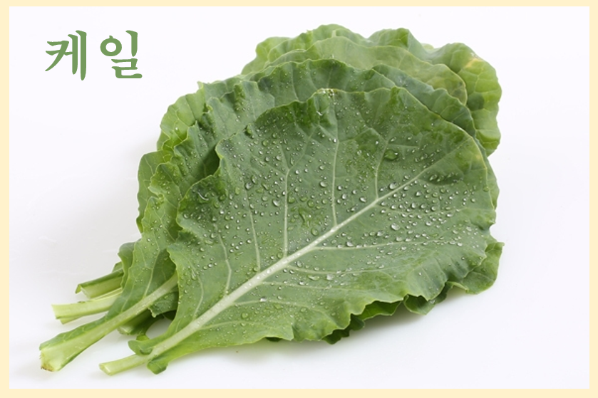 건강한 식단의 필수 채소, 케일의 모든 것