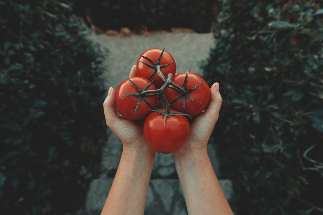 Tomato