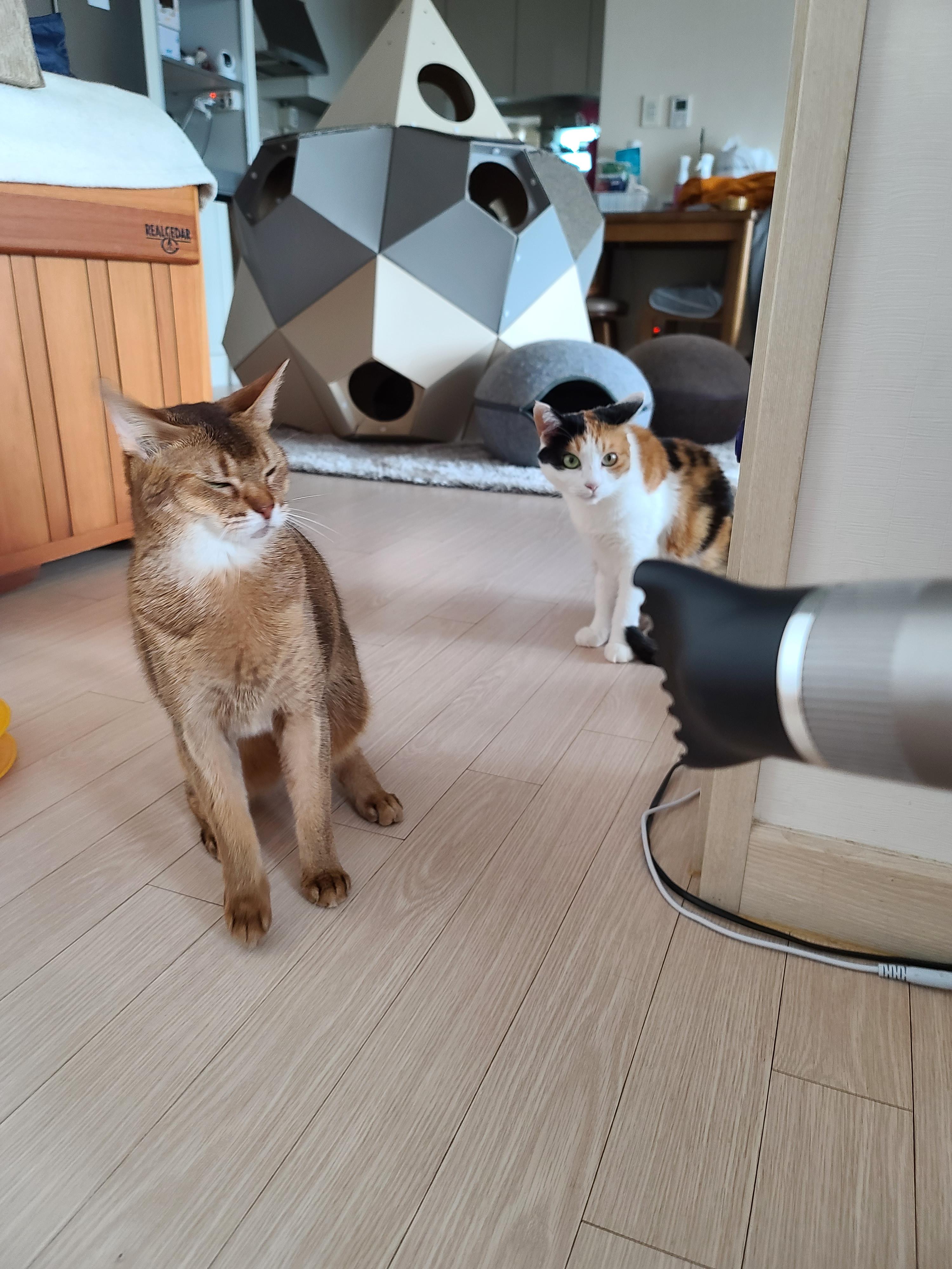 신고식 안한 신입 드라이기 혼쭐내는 용감한 아비시니안고양이 루디.