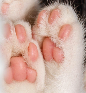 고양이 발바닥 관리 방법 건강 확인법 총정리