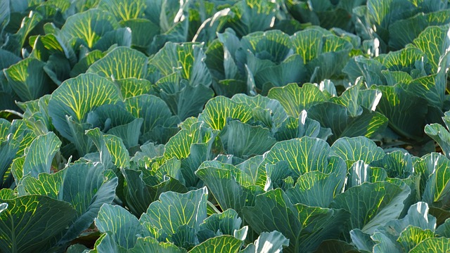 배추 요리 - 배추찜&amp;#44; 배추볶음&amp;#44; 배추나물&amp;#44; 배추무침 만들기