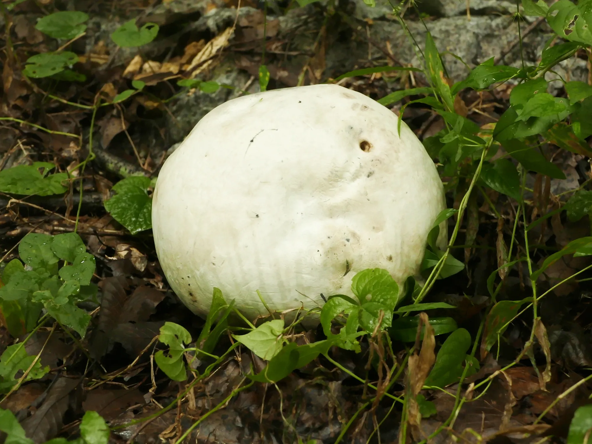 &amp;quot;댕구알버섯