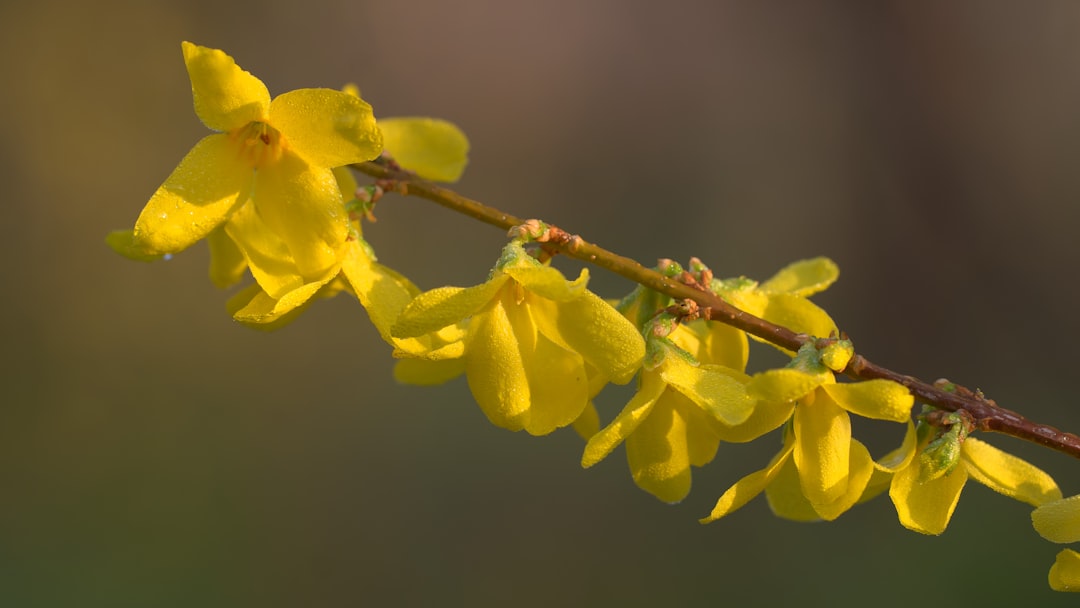 Forsythia
