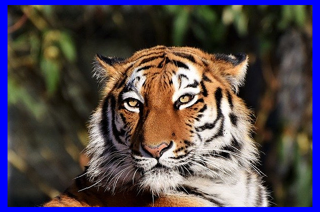 2021년 삼재띠 의미