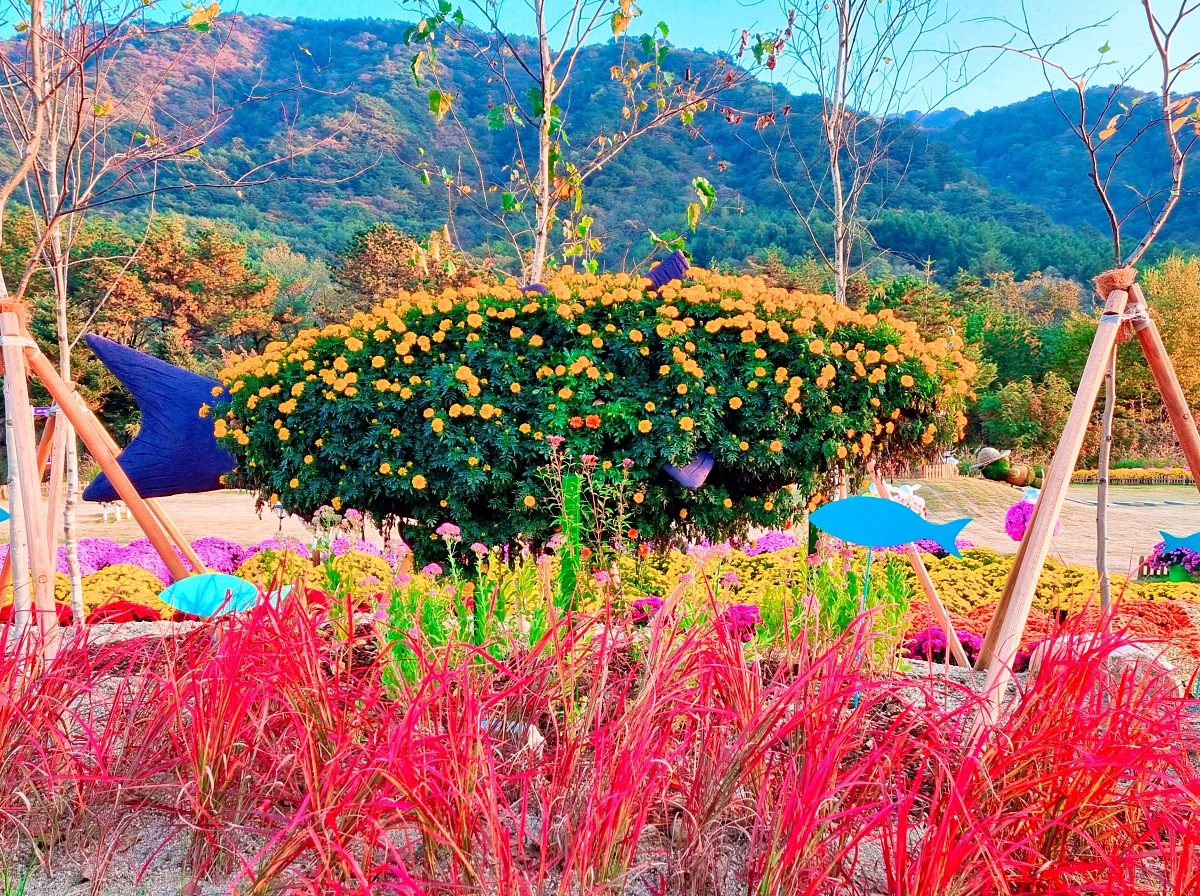 2024 강원도 인제 가을꽃 축제: 꽃길만 걷자 노을빛 국화 풍경, 단풍 후기 (10.17.)