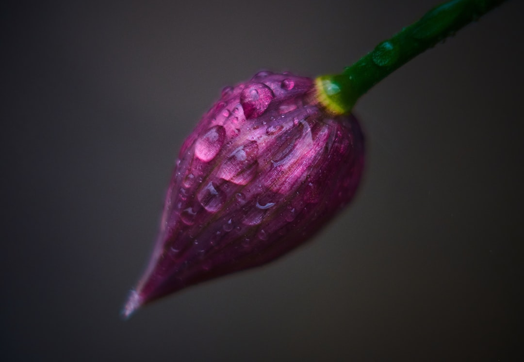 Chives