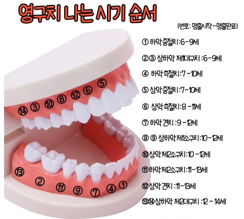 유치 나는 순서 시기, 유치 빠지는 순서 시기, 영구치 나는 순서 시기