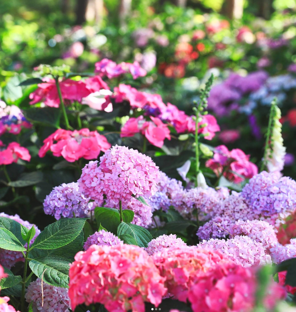 아침고요수목원 수국1