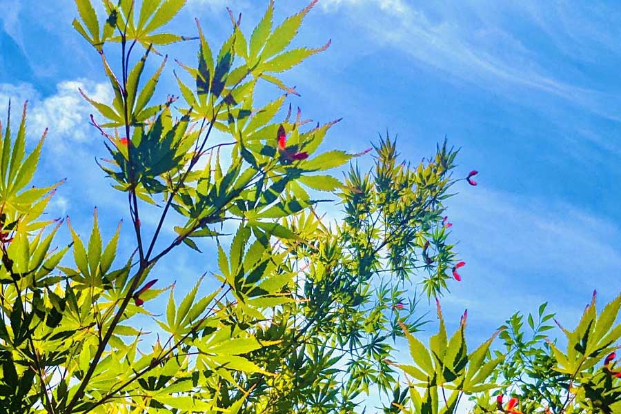 계절의 변화를 세분화한 24 절기 중 '입추' 이해하기