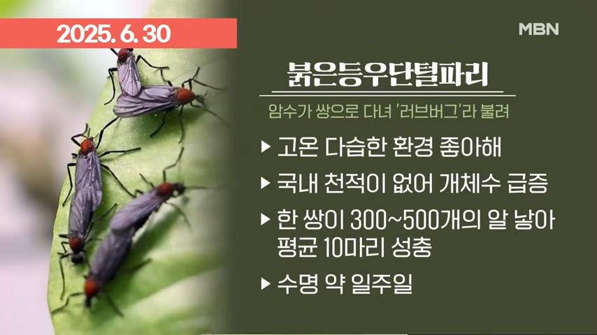 러브버그 뜻, 붉은등우단털파리 이미지