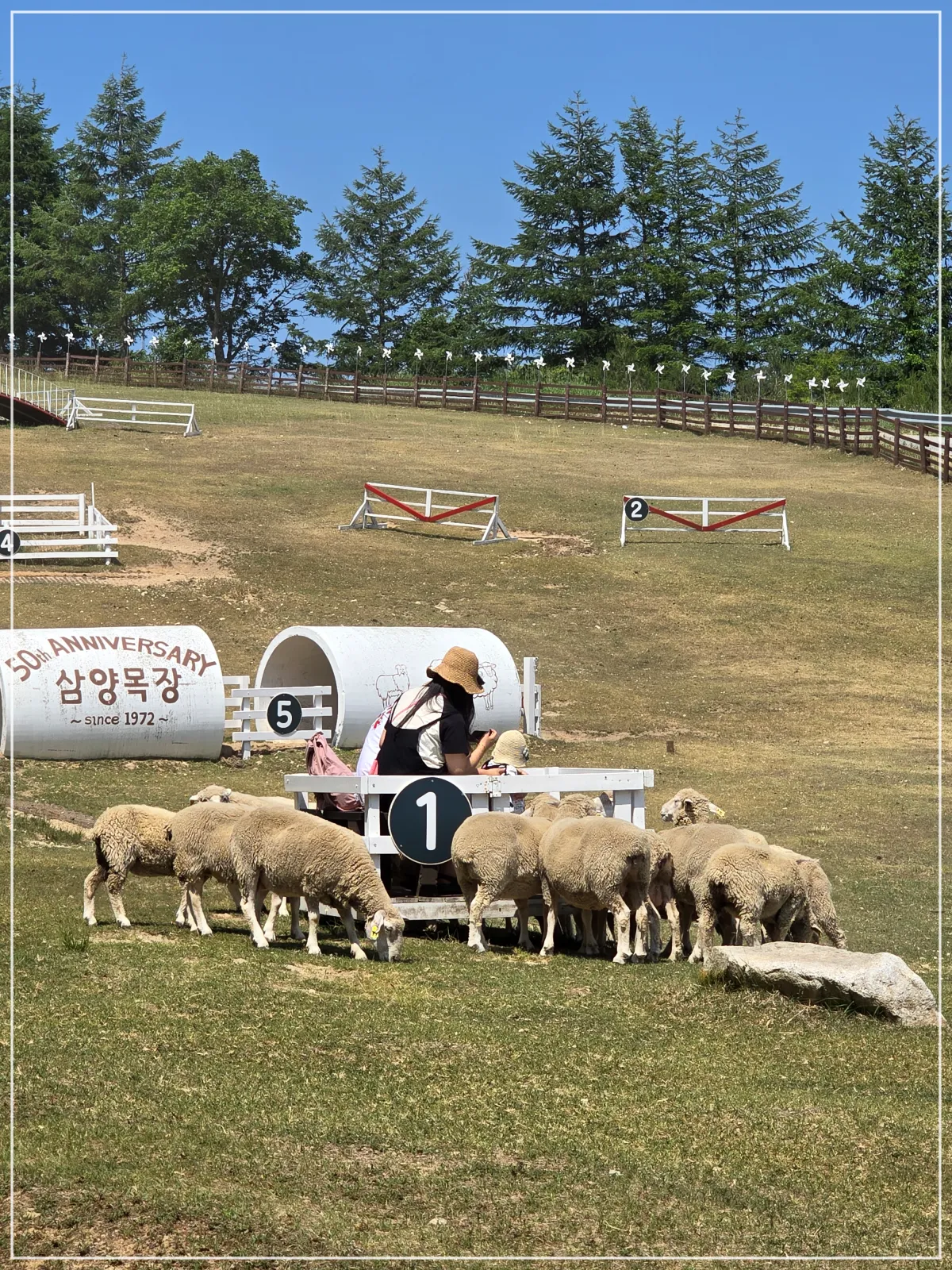 양떼_여자1명_초원