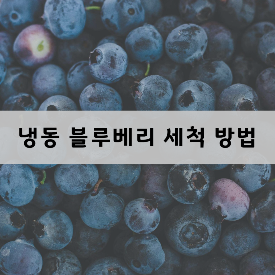 냉동-블루베리-세척-방법