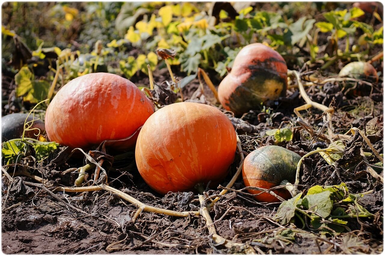 기침 가래에 좋은 음식 가래 없애는 방법