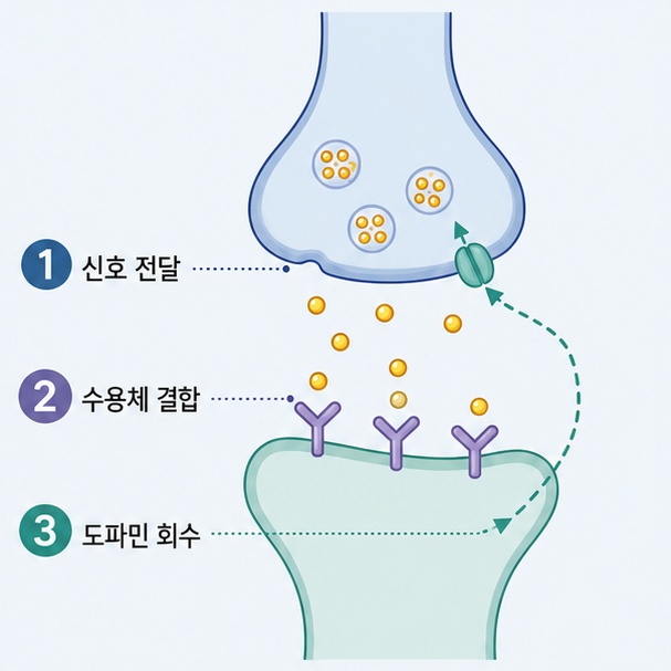 신경세포에서 도파민이 방출돼 수용체에 결합하고 다시 회수되는 기본적인 신호 전달 과정을 보여주는 그림