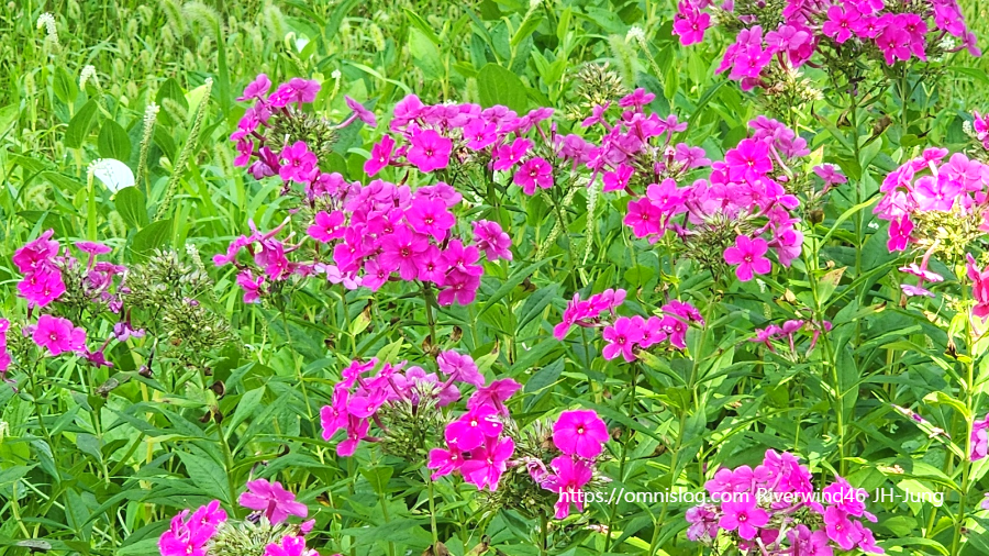 풀협죽도 ,Phlox paniculata, 협죽초 , 프록스