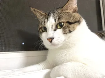 고양이 털 알레르기 완화 방법과 생활 관리 팁_19
