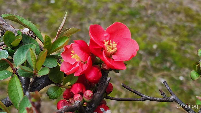 명자나무 꽃 ,산당화