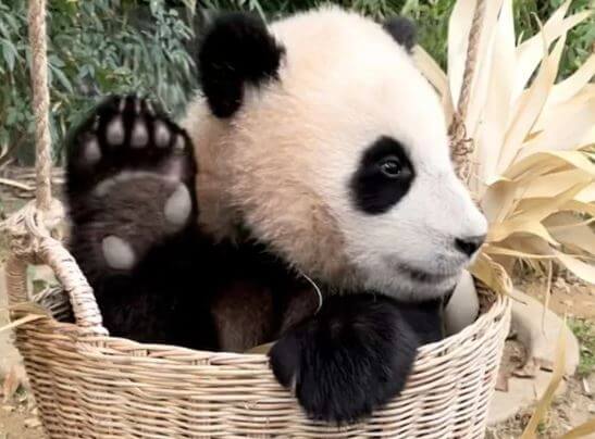 푸바오