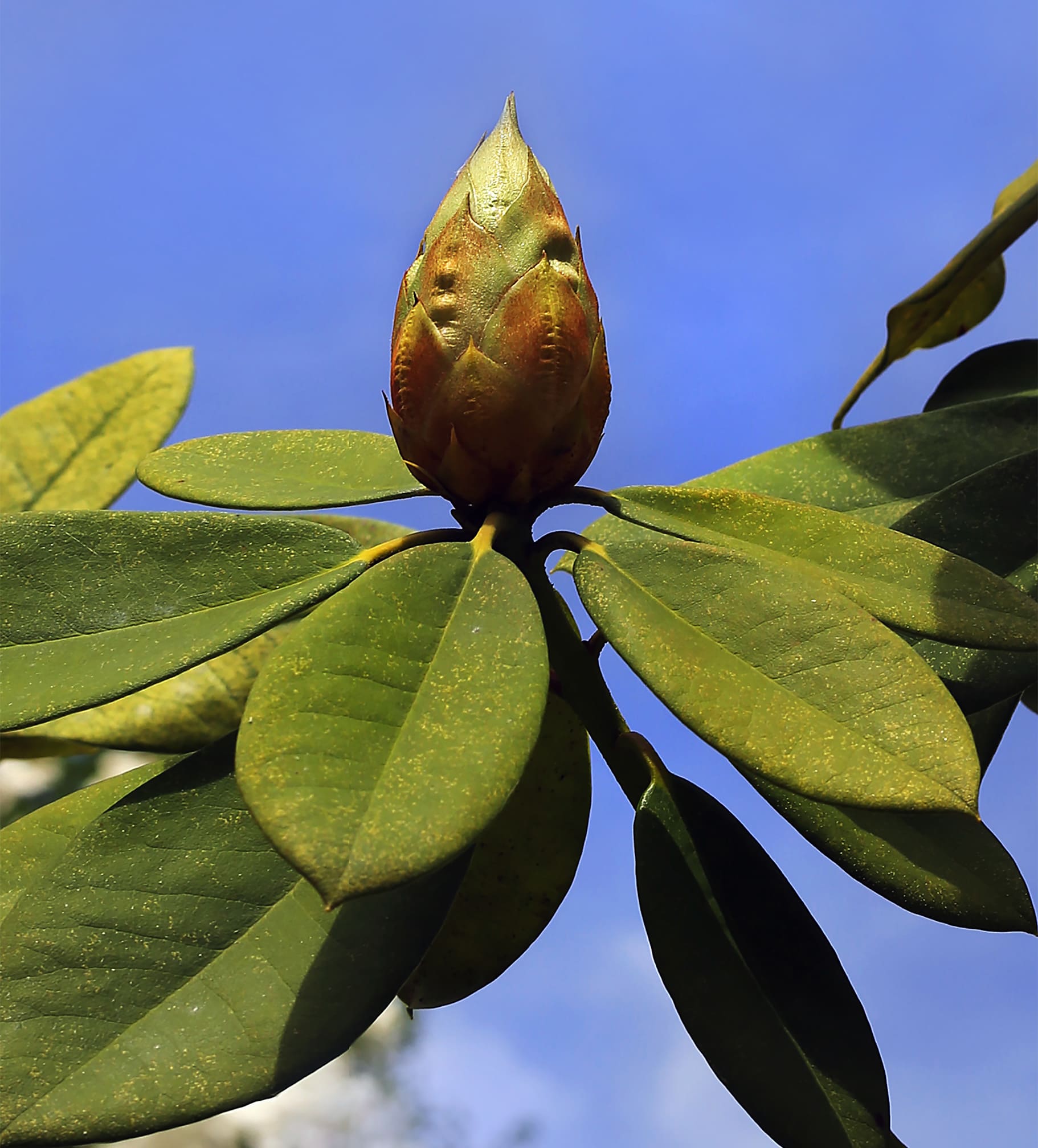 탬버린즈 튜브 핸드 FEY9 원료