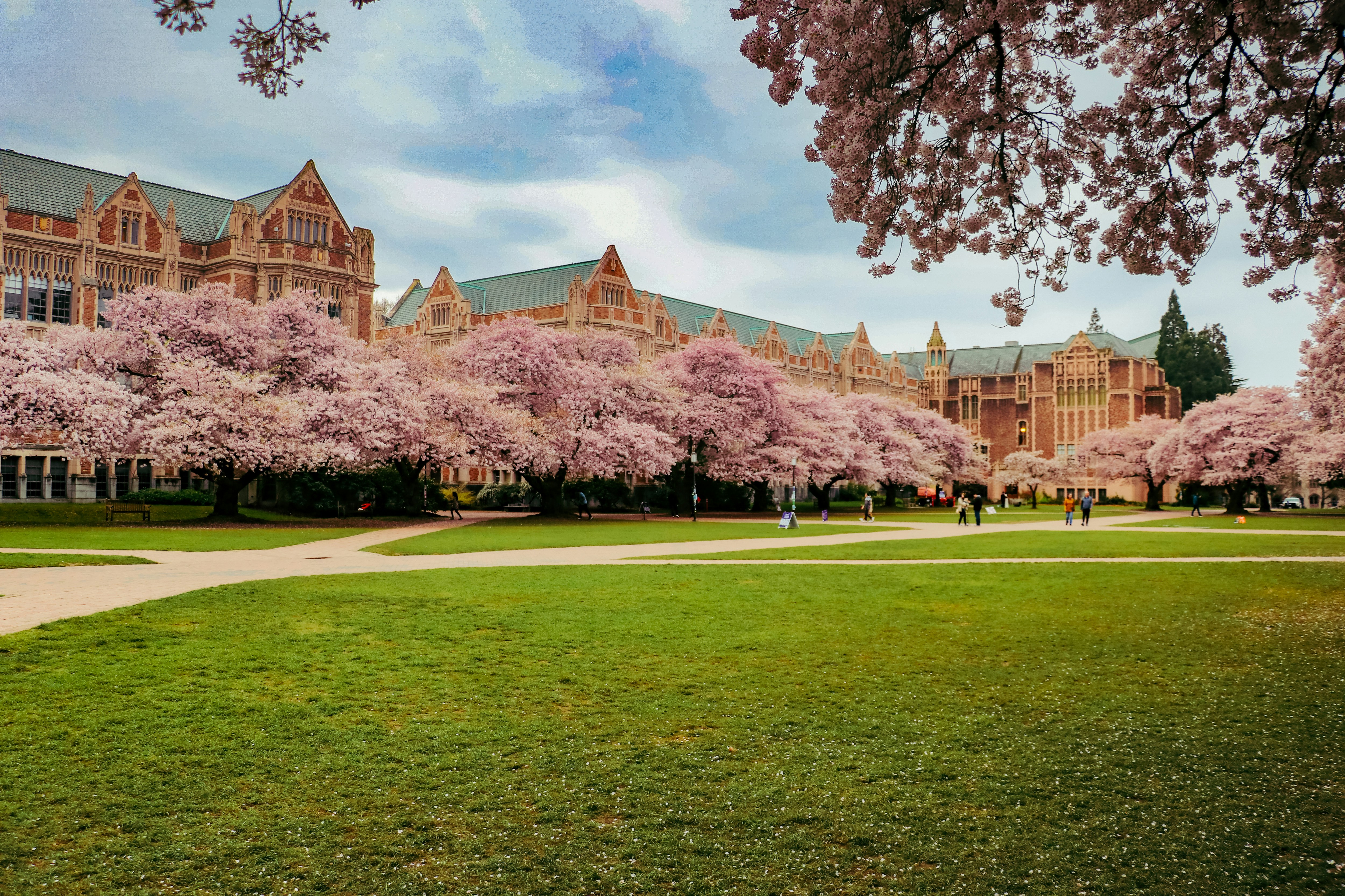 미국 대학교 벚꽃 사진