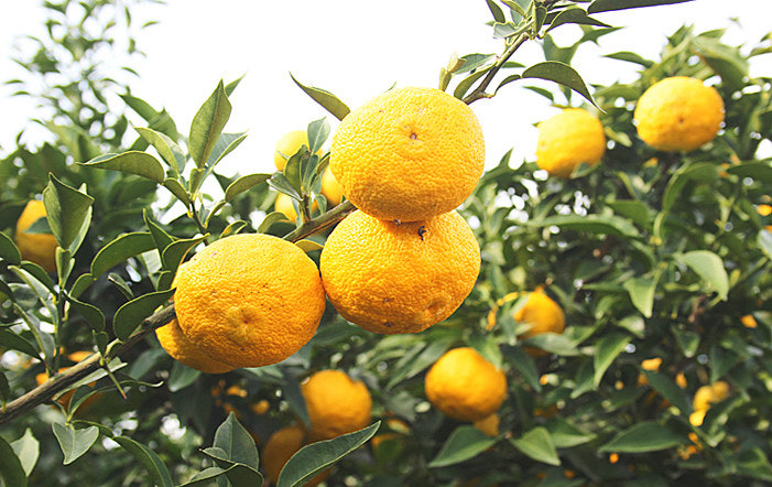 고흥 유자축제 2024·2025 ❘ ‘사람향기! 유자천국!!’ 힐빙(Heal+Living) 여행 가이드 관련 사진